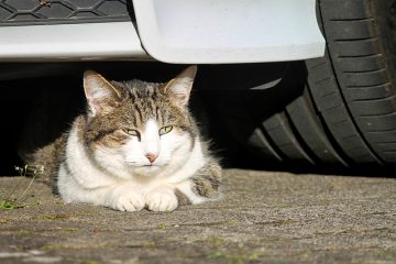 Soins de santé du chat pour les glandes mammaires enflées.