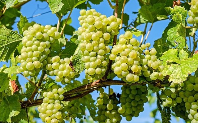 Stades de croissance de la vigne