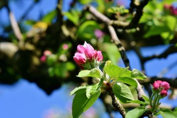 Stades de croissance et de développement des arbres fruitiers