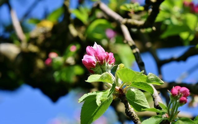 Stades de croissance et de développement des arbres fruitiers