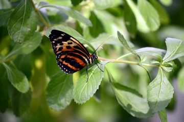 Taches blanches sur les feuilles de basilic