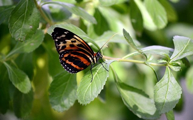 Taches blanches sur les feuilles de basilic