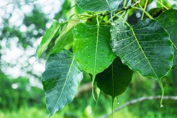 Taches blanches sur les plantes Ficus