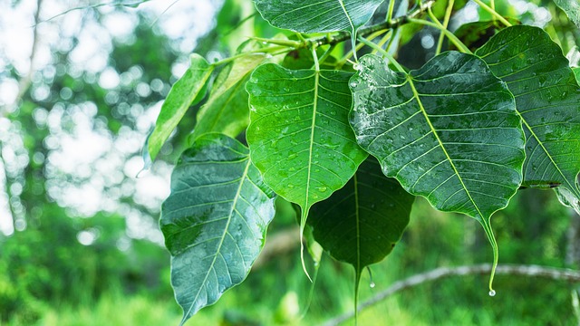 Taches blanches sur les plantes Ficus