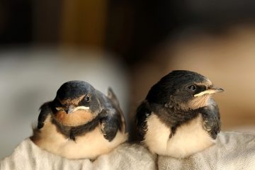 Techniques pour effrayer une hirondelle rustique