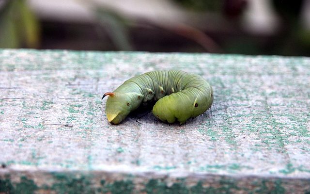 Tiger Moth Caterpillar de jardin de Stinging Garden