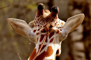 Adaptations des girafes pour vivre dans une savane