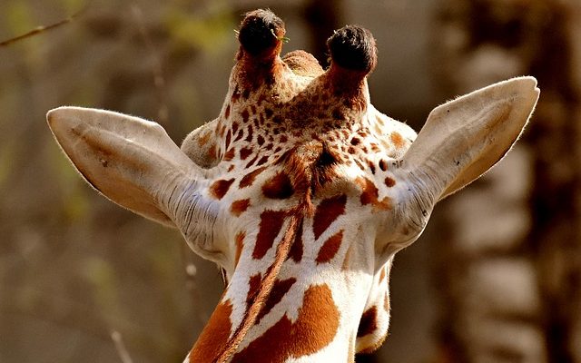 Adaptations des girafes pour vivre dans une savane