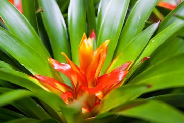 Bromelia soin des plantes