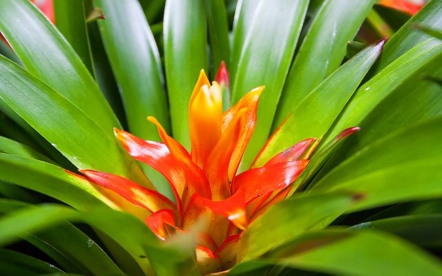 Bromelia soin des plantes