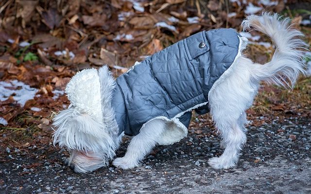 Causes des odeurs de poisson sur les vêtements