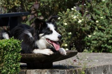 Chiens gestants et température