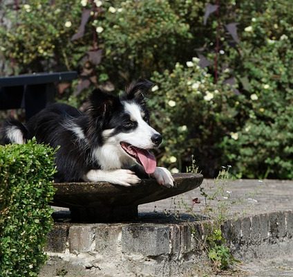 Chiens gestants et température