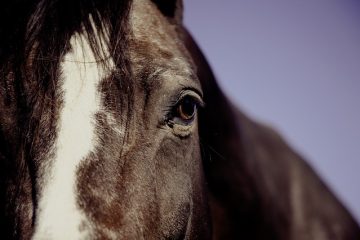 Coiffures à queue de cheval des années 80.