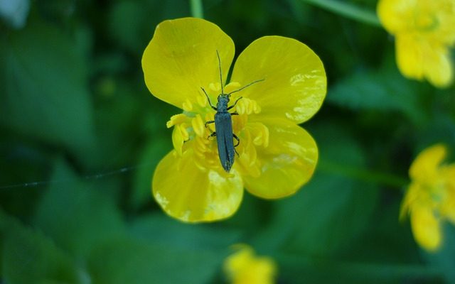 Comment analyser le pollen dans un échantillon de sol