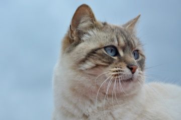 Comment arrêter la pulvérisation masculine sur les chats