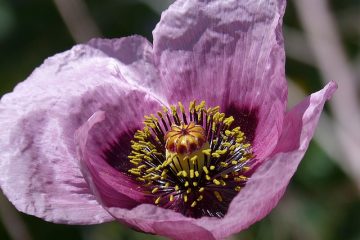 Comment cultiver le papaver somniferum à l'intérieur.