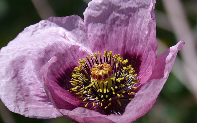 Comment cultiver le papaver somniferum à l'intérieur.