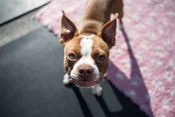 Comment démarrer une garderie pour chiens