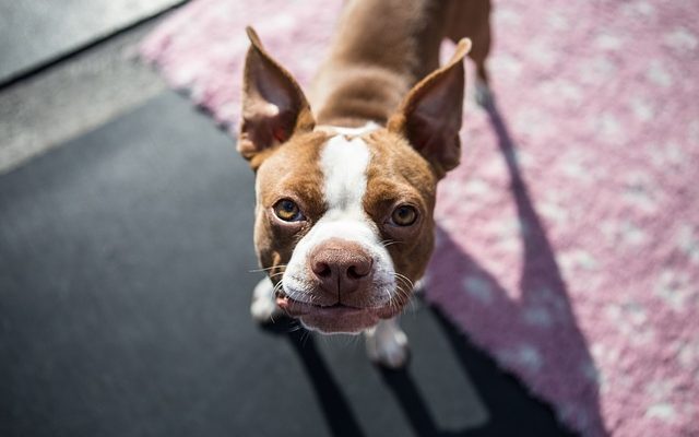 Comment démarrer une garderie pour chiens