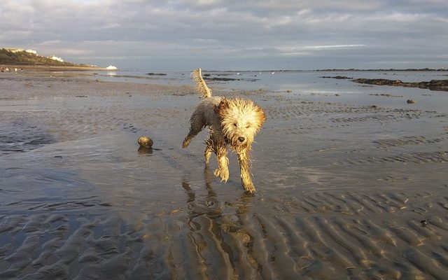 Comment éduquer les chiots Cockapoo Potty Train Chiots Cockapoo