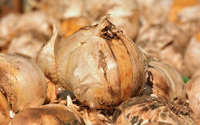 Comment empêcher les oignons de germer