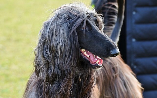 Comment faire blanchir les dents d'un chien si elles sont vertes ?