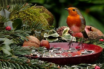 Comment faire des boulettes de graines d'oiseaux sauvages