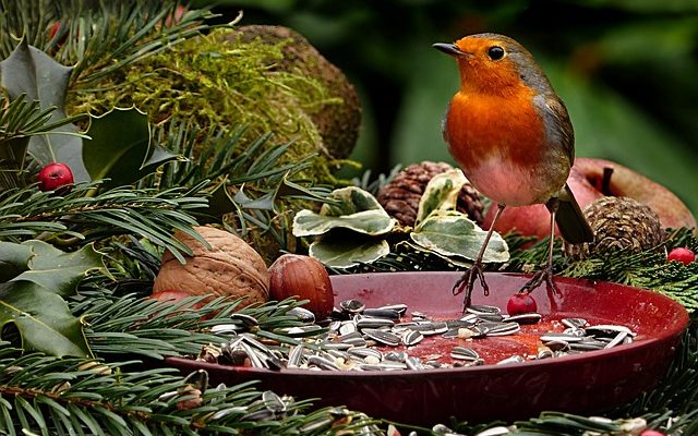 Comment faire des boulettes de graines d'oiseaux sauvages