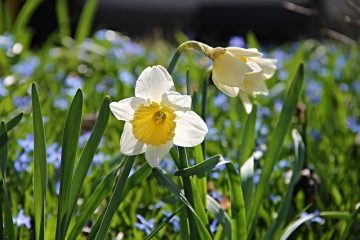 Comment faire des jonquilles en mousse amusantes