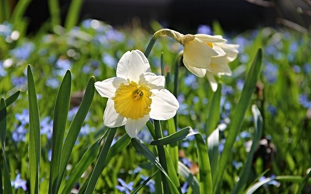 Comment faire des jonquilles en mousse amusantes