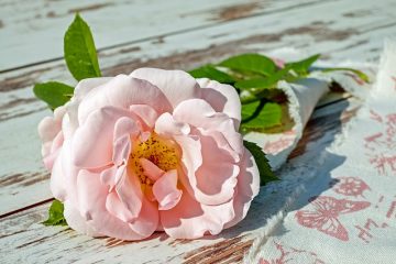 Comment faire le parfum de pétale de rose de pétale de rose
