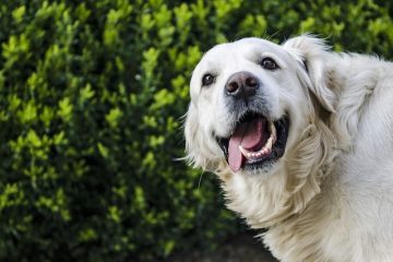 Comment faire un manteau de chien