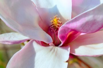 Comment faire une couronne de têtes de fleurs fraîches