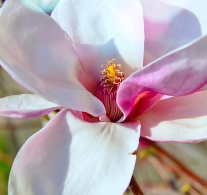 Comment faire une couronne de têtes de fleurs fraîches