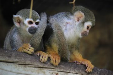 Comment garder un singe araignée comme animal de compagnie