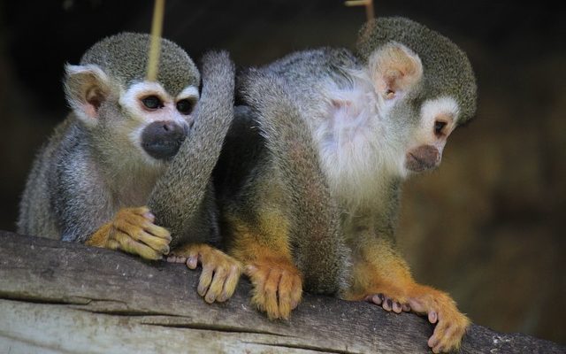 Comment garder un singe araignée comme animal de compagnie