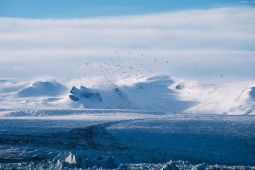 Comment les oiseaux s'adaptent-ils à leur environnement ?