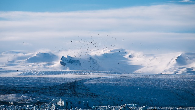 Comment les oiseaux s'adaptent-ils à leur environnement ?