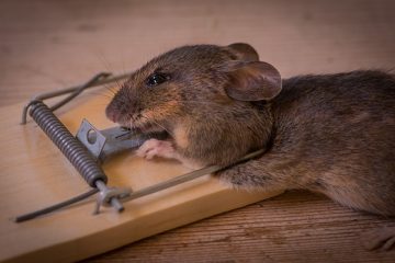 Comment les souris sont-elles entrées dans notre maison et comment s'en débarrasser ?