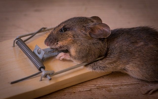 Comment les souris sont-elles entrées dans notre maison et comment s'en débarrasser ?