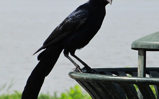 Comment nettoyer les excréments d'oiseaux de la dalle de dallage