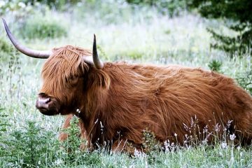 Comment parler avec un accent écossais