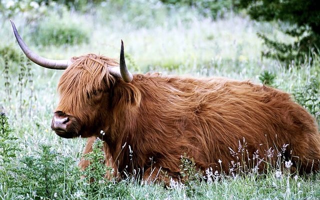 Comment parler avec un accent écossais