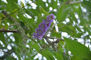 Comment prendre soin des plantes buddleia