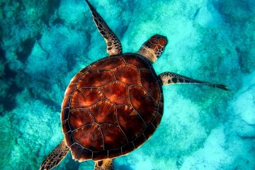 Comment préserver les carapaces de tortue