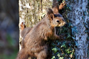 Comment savoir quel âge ont mes chatons ?