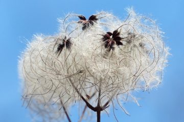 Comment tailler les Clematis Sieboldii Clematis Sieboldii