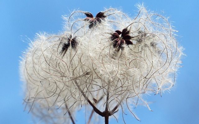 Comment tailler les Clematis Sieboldii Clematis Sieboldii