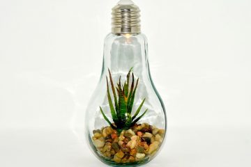 Comment utiliser les lumières SAD pour faire pousser des plantes